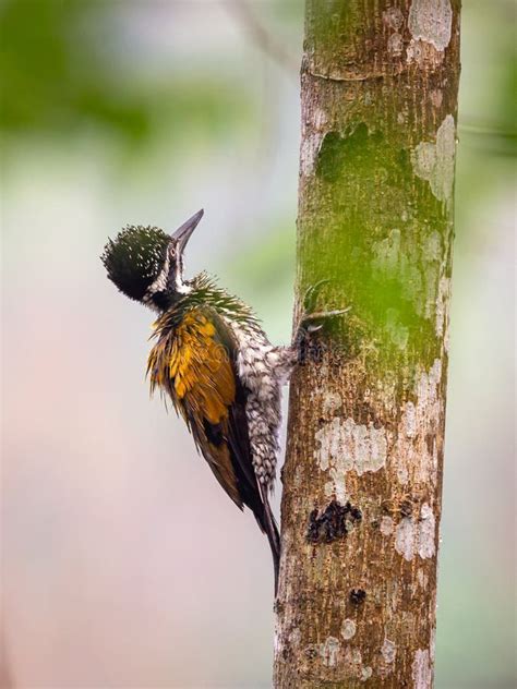 Greater Flameback Woodpecker Chrysocolaptes Guttacristatus At Kaeng