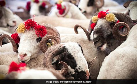 Bakrid Al Adha 2018 Health Benefits Of Goat Meat You Must Know This Eid Al Adha