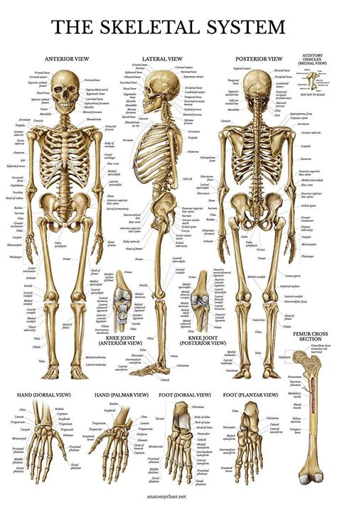 Картинки Скелет человека с надписями 32 фото ⭐ Memchikclub