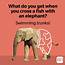 Elephant Jokes That WIll Make You Laugh Your Trunks Off  Readers Digest