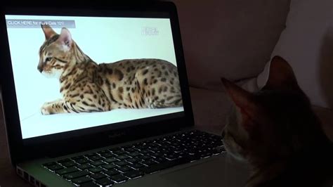 My Bengal Cat Watching Animal Planet Youtube