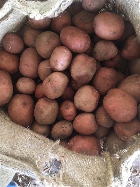 A Grade Fresh Indian Potatoes 20 50 Kg Jagan Exports Id 22424297391