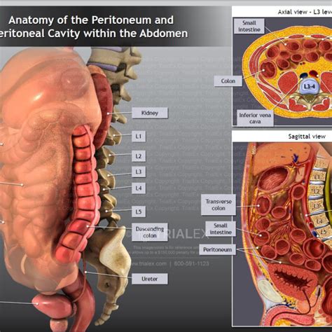 Anatomy Of The Peritoneum And Peritoneal Cavity Within The Abdomen The Best Porn Website
