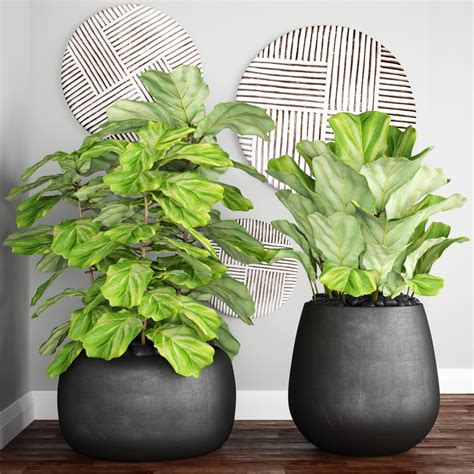 Fiddle Leaf Fig In Pots Plantscapers