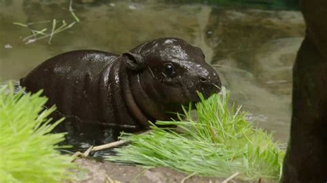 Después De 30 Años Nace Hipopótamo Pigmeo En Zoológico De San Diego