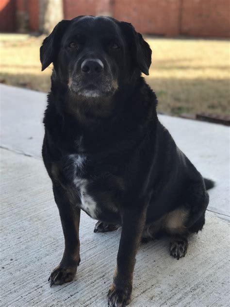 This Is Major My 9 Year Old Rottweilerblack Lab Mix Raww