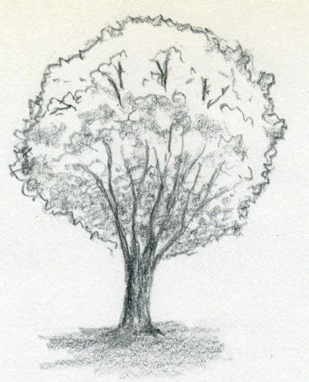 Draw A Tree Simply And Easily