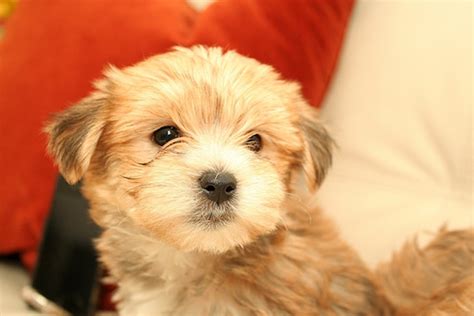 5 Best Dog Breeds For Small Apartment Living