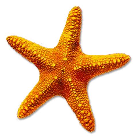 Starfish Png Images Transparent Background Png Play