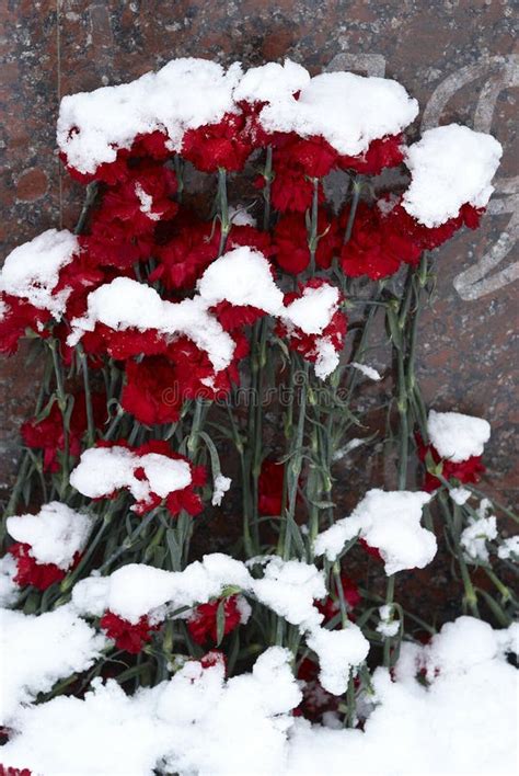 Snow Covered Flowers Stock Image Image Of Flowers Snow 54673869