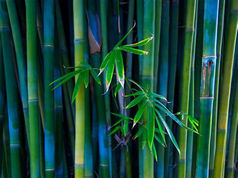 All New Wallpaper Bamboo Forest Hd Desktop Wallpaper