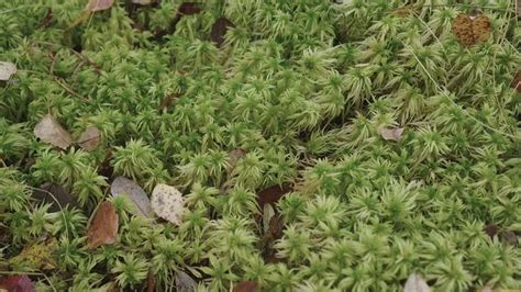 Cleft Bog Moss Species Upm Forest Life