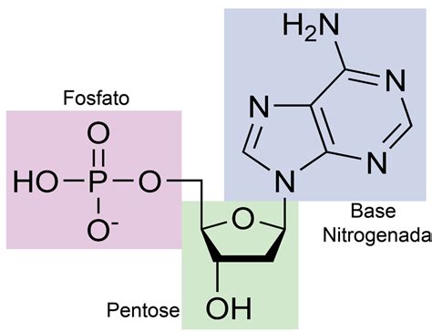 Nucleotídeos O Que São Funções Estrutura ácidos Nucleicos