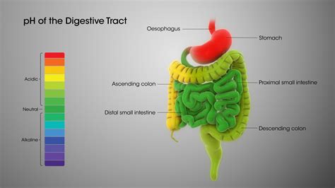 Digestive System Ph Levels Scientific Animations