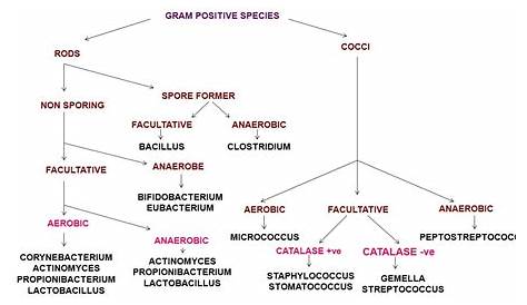 gram negative bacteria chart
