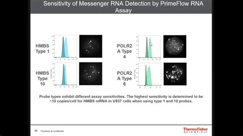 Primeflow Rna Assay Simultaneous Detection Of Rna And Protein By Flow