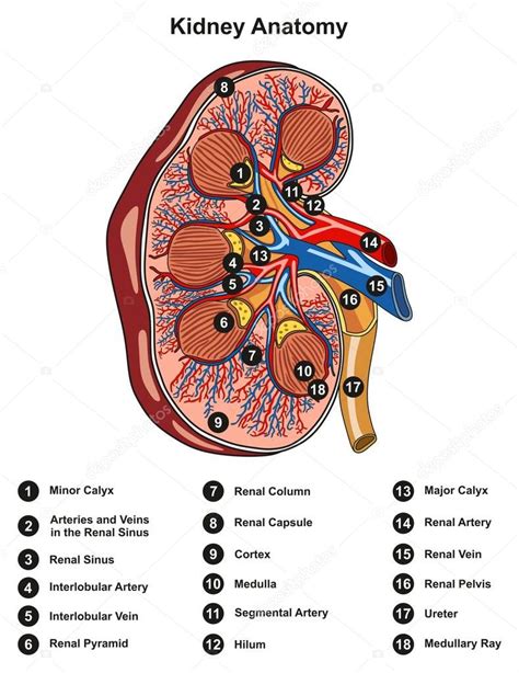 Labeled Kidney Anatomy Cross Section Infographic Diagram Including All