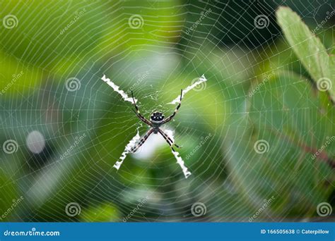 Silver Garden Spider Argiope Argentata Common Name Silver Argiope Orb