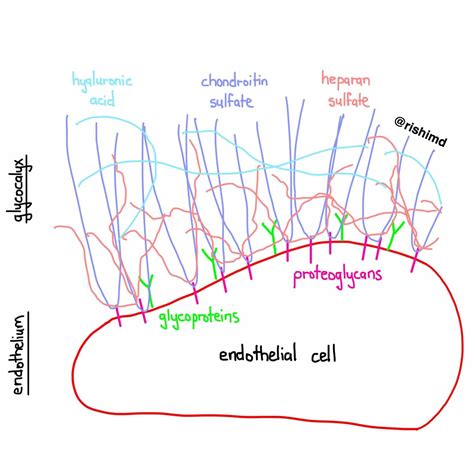 The Endothelial Glycocalyx Rkmd