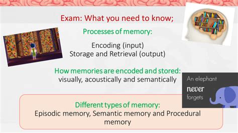 Different Types Of Memory Aqa Gcse Psychology Cognition And Behaviour