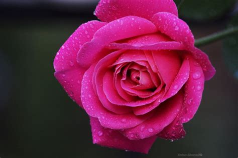 Wet Pink Rose Wet Pink Rose Anton Shomali Flickr