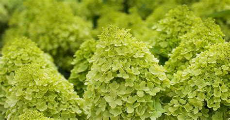 How To Grow And Maintain Limelight Green Hydrangeas