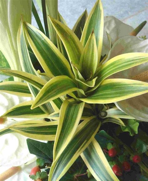 Indoor plants with long green leaves. Plant identification: What is the name of this houseplant ...