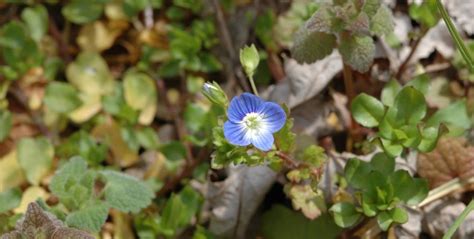 field biology in southeastern ohio early spring wildflowers