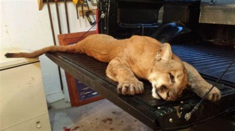 Cougar Shot In Whiteside County Local News