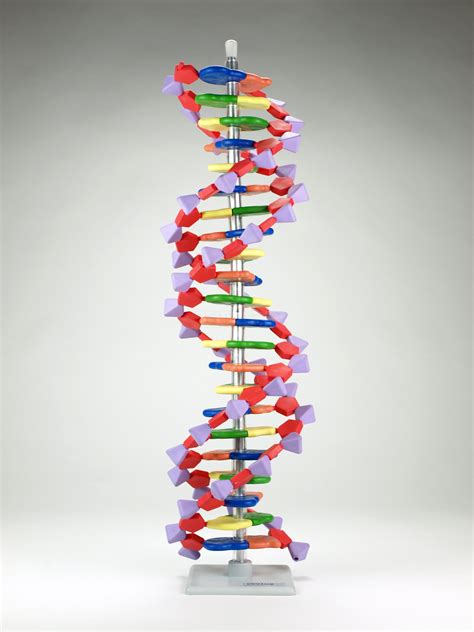 Declaración censal de comienzo, modificación o cese. Modelo de ADN