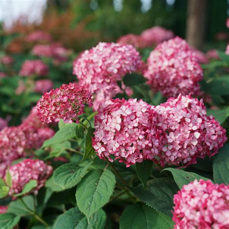 Stunning Mountain Hydrangea Varieties That Will Free Black On Blonde