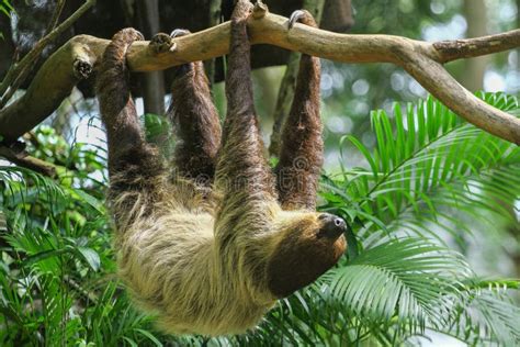 Three Toed Sloth Climbs Stock Photo Image Of Tree Food 42032688