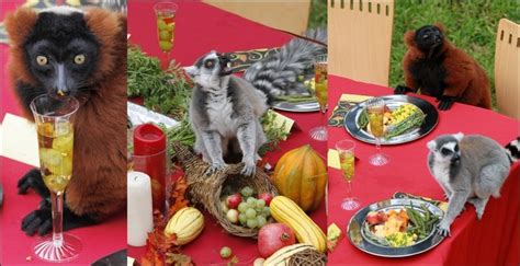 A Feast For Lemurs Fun News