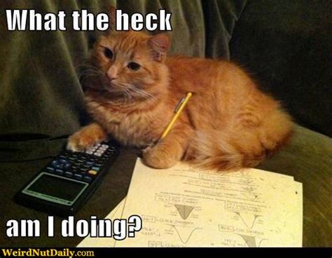 Funny Pictures Weirdnutdaily Cat Doesnt Do Homework