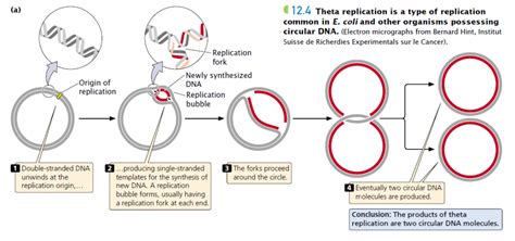 Replication In Circular Dna Theta Model Plantlet