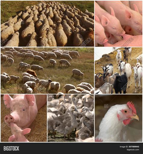 Collage Farm Animals Image And Photo Free Trial Bigstock