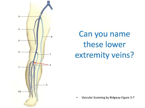 Lower Extremity Veins 1 Diagram Quizlet
