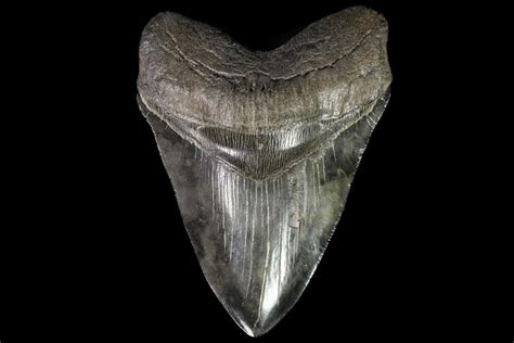 Huge 604 Fossil Megalodon Tooth Georgia 75801 For Sale