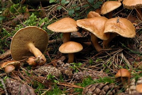 kuhröhrling kuhpilz suillus bovinus