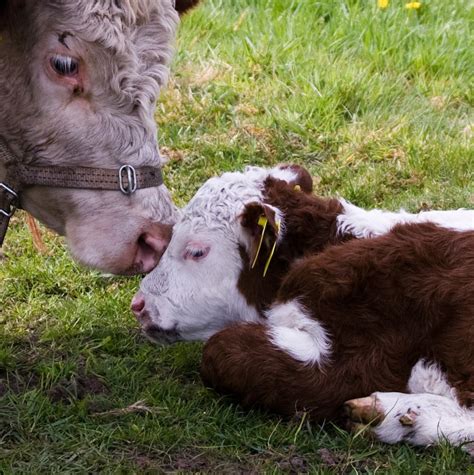 Lief Koe Met Haar Kalf ©zoutedrop Koeien Dieren Fotos Koe