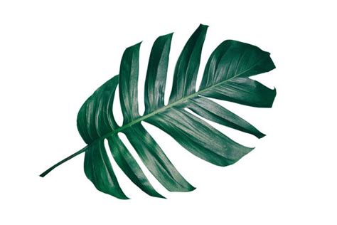 Free printable palm leaf pattern. Palm Leaf Stock Photos, Pictures & Royalty-Free Images ...