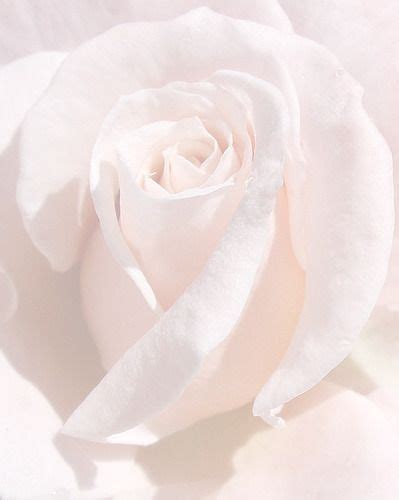 All Is Well Pastel Pink Aesthetic Beautiful Flowers Light Pink Rose