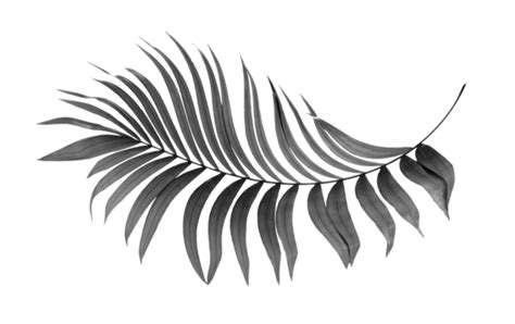 Palm Leaves Pngs For Free Download