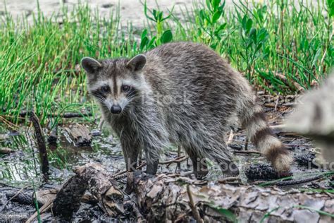 Raccoon Causing Mischief At A Campsite Stock Photo Download Image Now