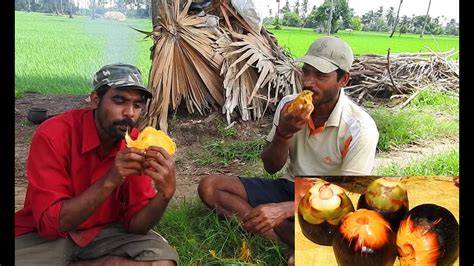 Check spelling or type a new query. Toddy Palm Raw Fruit Eat - Palmyra Tree Fruits Eating ...