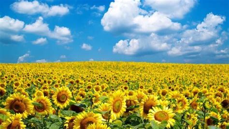 Sunflower Farm Closes After Being Inundated With Selfie