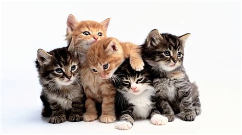 Hd Wallpaper Cat 4k High Resolution Image Group Of Animals Animal
