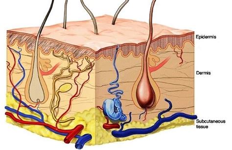 Structure Of Skin Epidermis The Epidermis The Outermost Layer Of