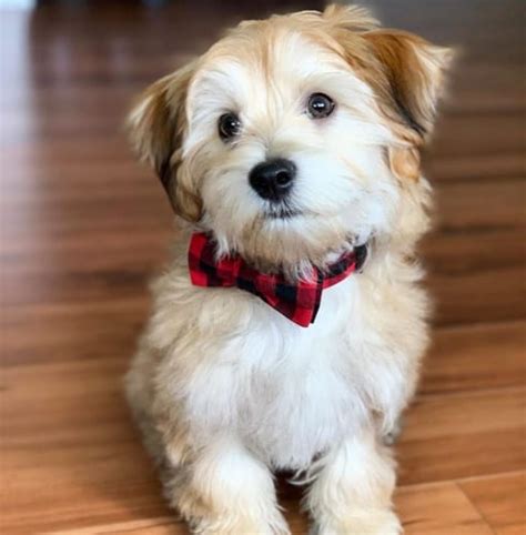 Havanese Dog Facts 10 Amazing Things You Should Know
