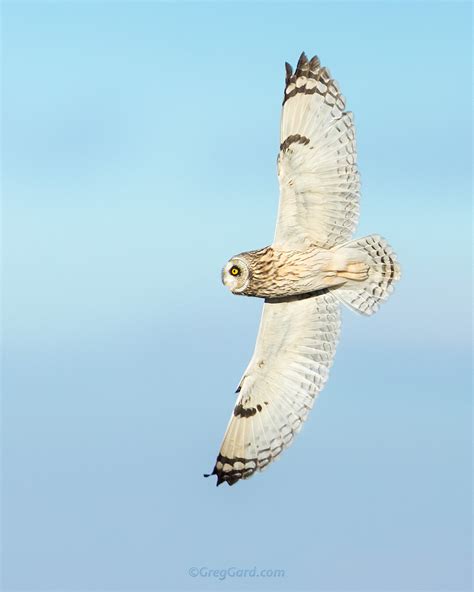 Short Eared Owl Flying — Greg Gard
